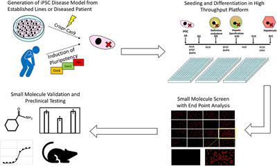 iPSC-Derived Hepatocytes as a Platform for Disease Modeling and Drug Discovery